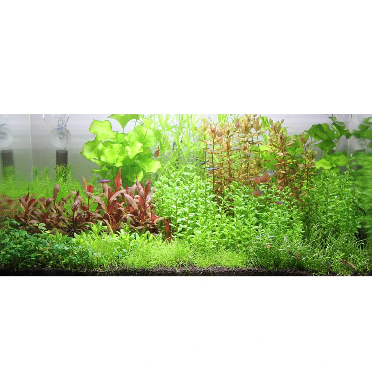 Tropica Rotala sp. bonsai 1-2-GROW x 3